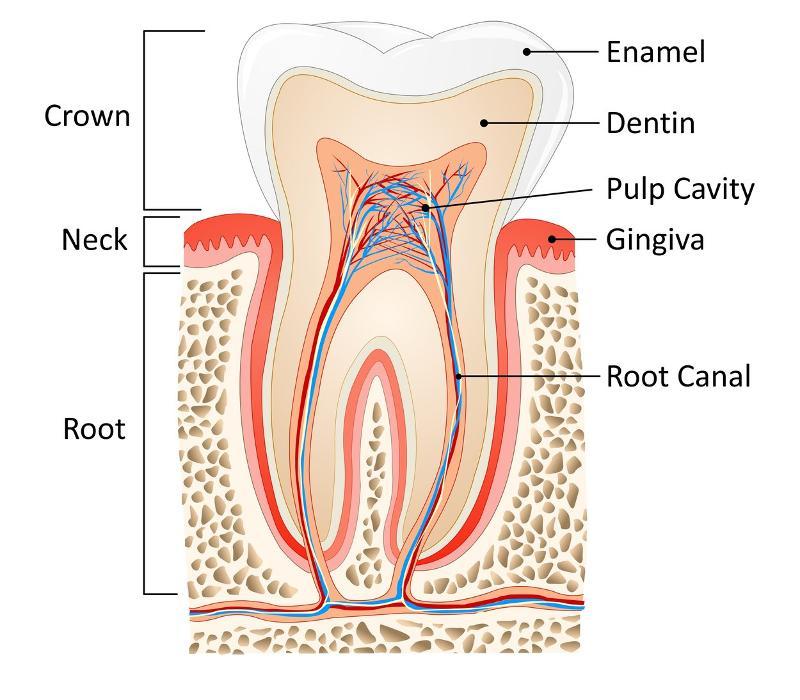 root canal at dentist charlotte nc